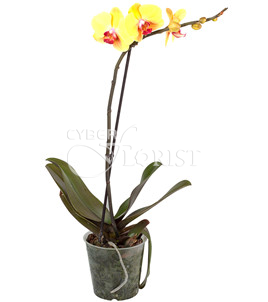 Желтая орхидея Фаленопсис в горшке